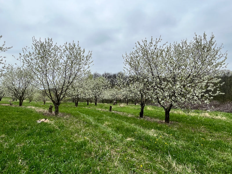 Staff Favorites Fruit Tree Bundle - 5 Trees