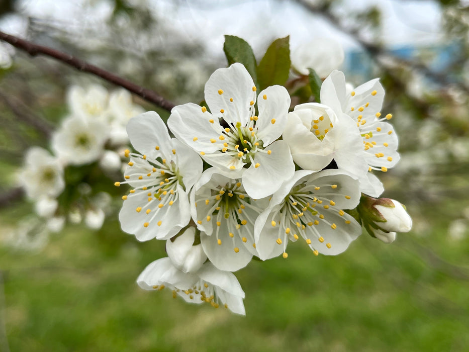 Jubileum Cherry Trees