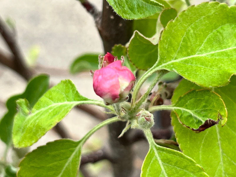 Granny Smith Apple Trees