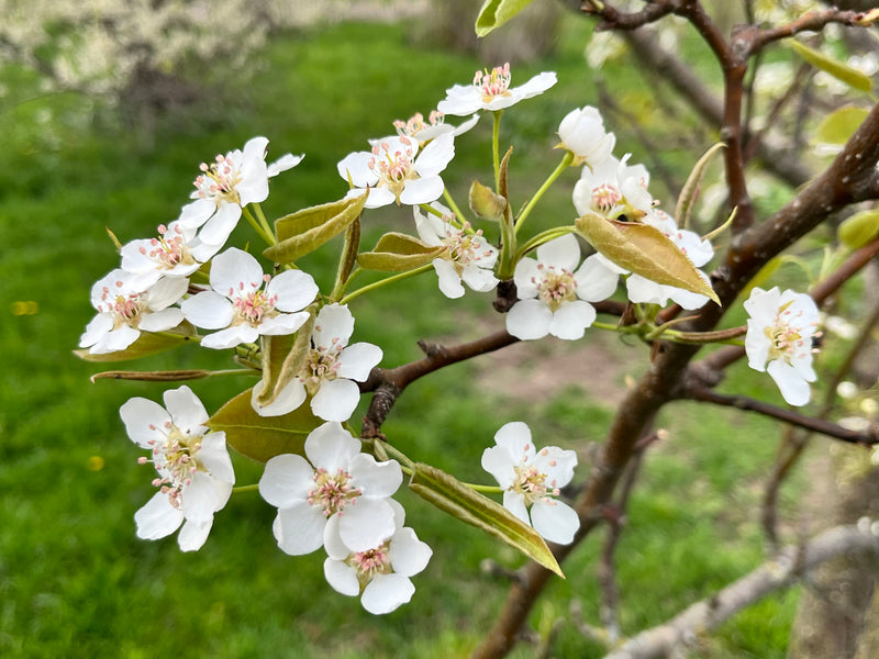 Hosui Asian Pear Tree