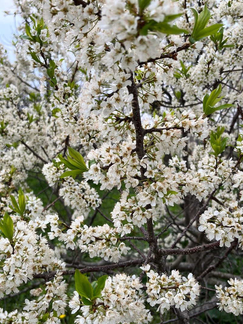 Hosui Asian Pear Tree