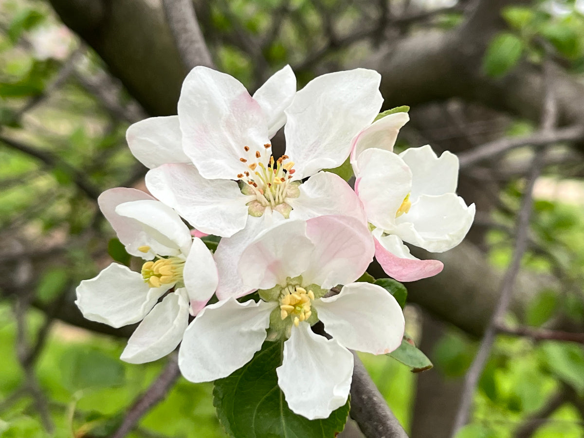 Pound Sweet Apple Trees — Roots to Fruits Nursery