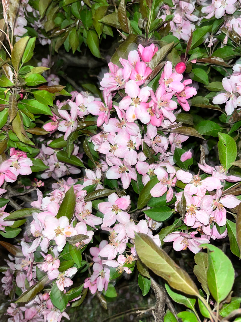 Whitney Crabapple Tree