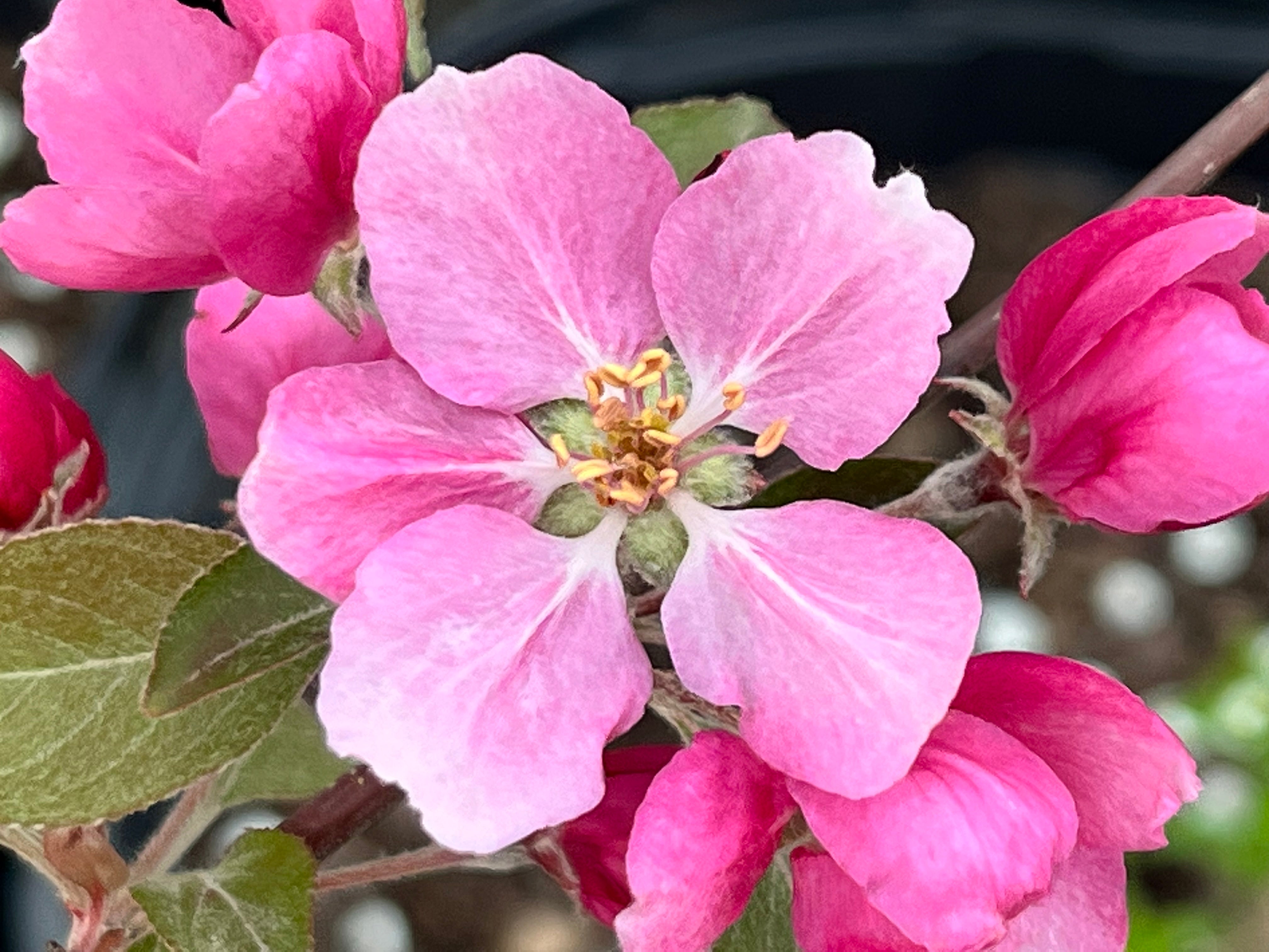 Hopa Flowering Crabapple Tree — Roots to Fruits Nursery