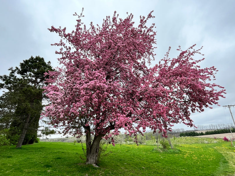 Profusion Flowering Crabapple Tree