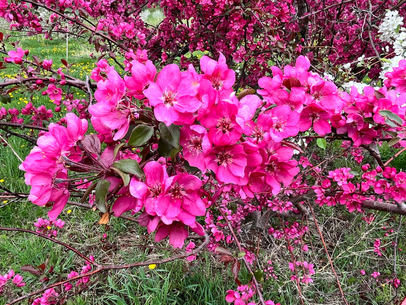 Profusion Flowering Crabapple Tree