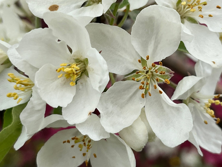 Red Spy Apple Tree