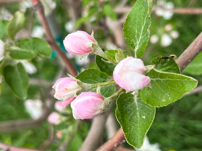 Honeycrisp Apple Trees