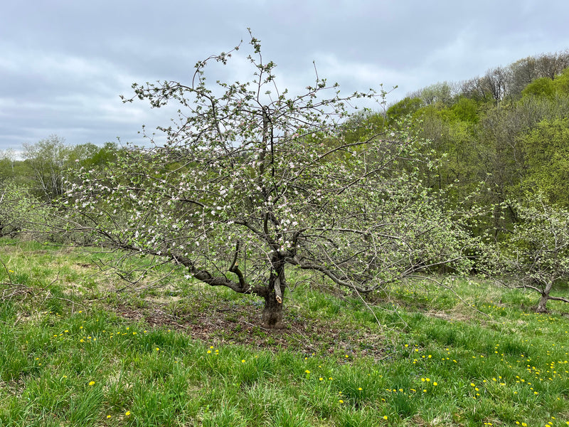 Redfree Apple Tree