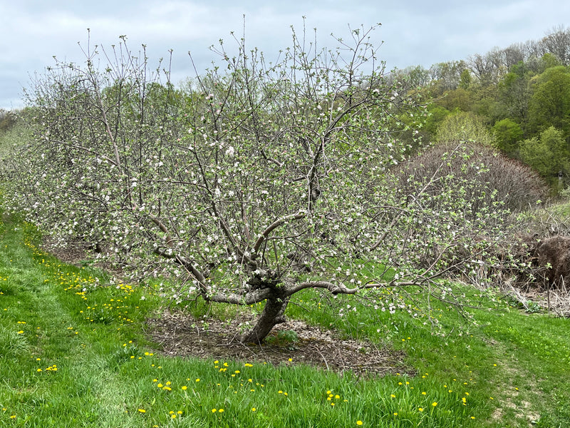 Cortland Apple Tree