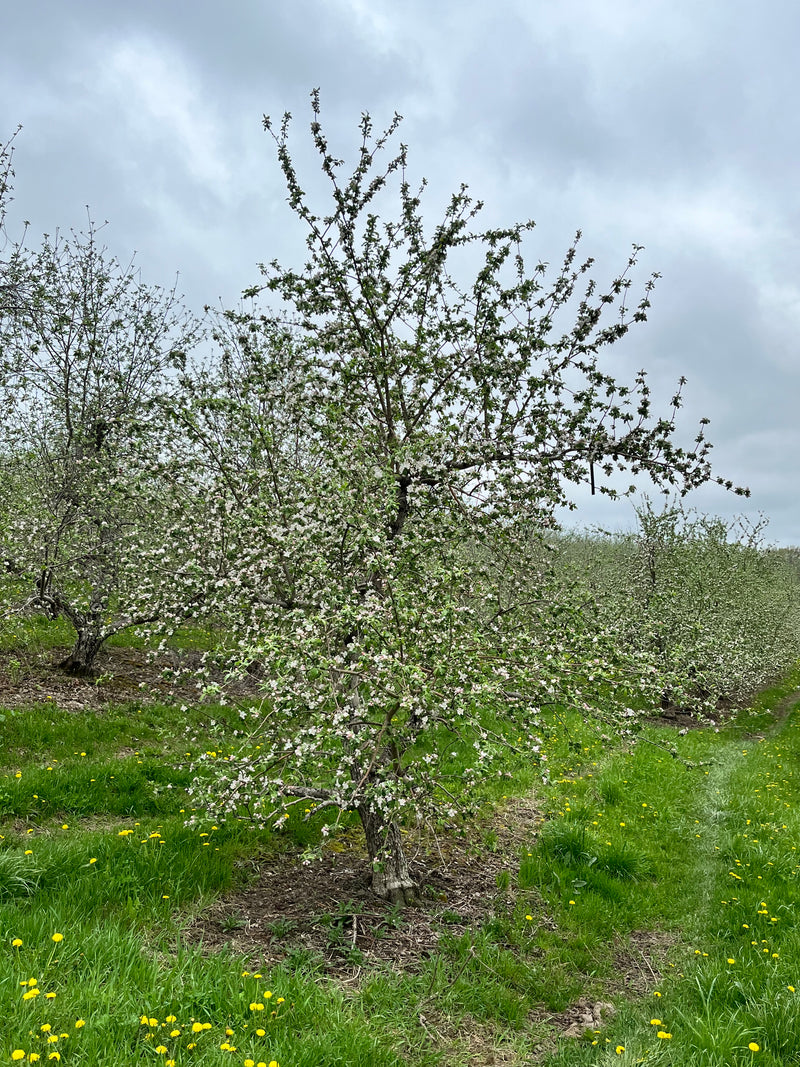 Cortland Apple Tree
