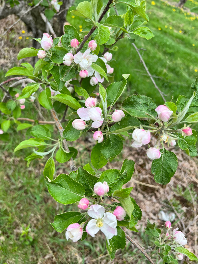 Northwest Greening Apple Trees