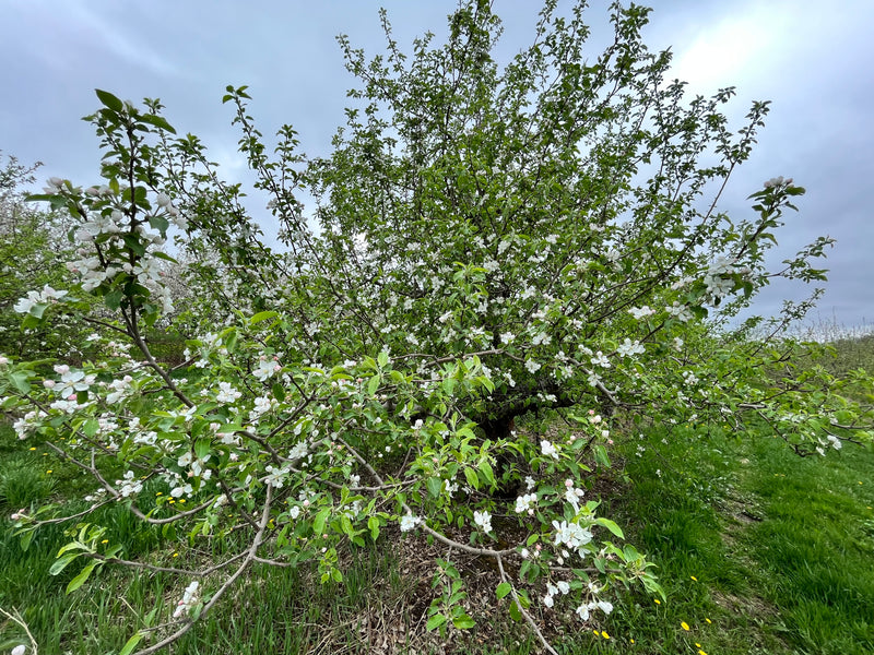 Northwest Greening Apple Trees