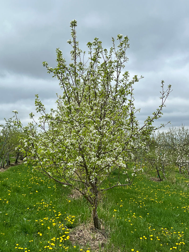 Bartlett Pear Tree