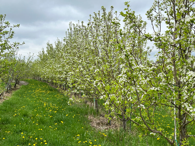 Bartlett Pear Tree