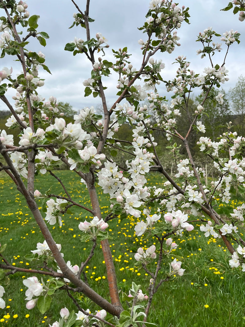 Winter Banana Apple Tree