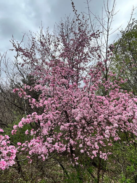 Robinson Crabapple Tree