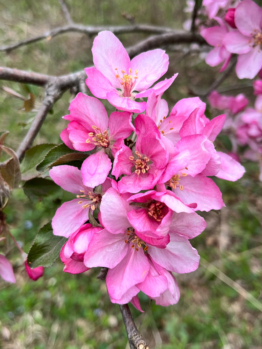 Robinson Crabapple Tree