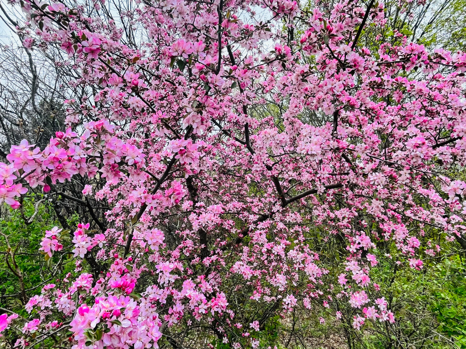 Robinson Crabapple Tree