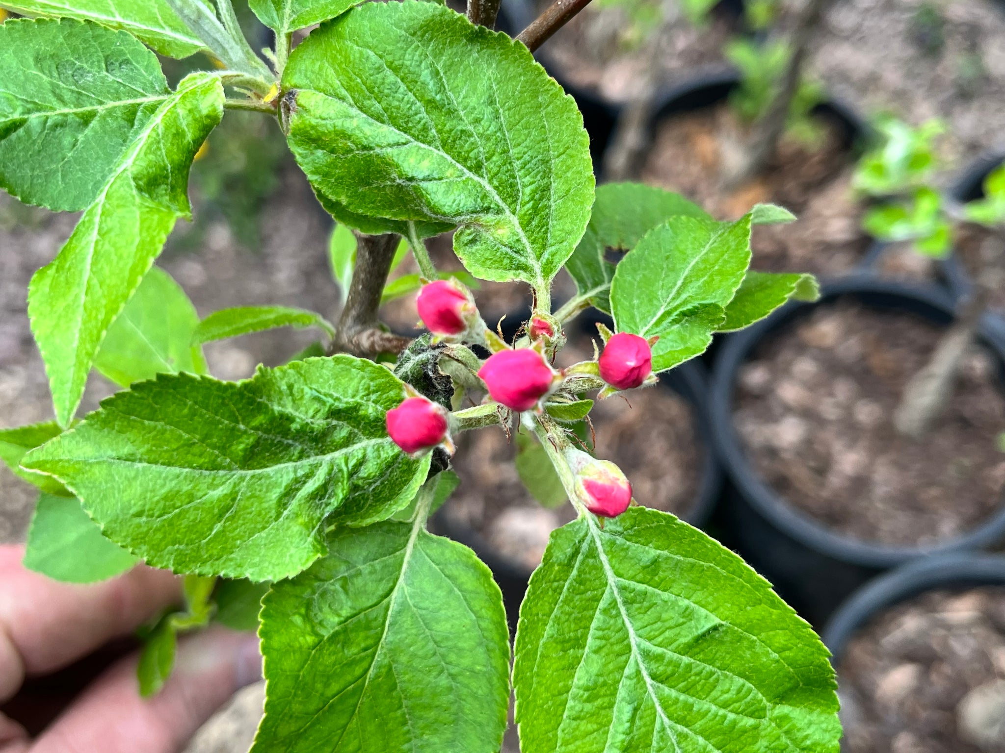 Modern Apples — Roots to Fruits Nursery