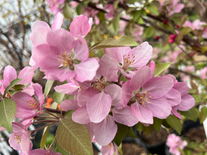 Hopa Flowering Crabapple Tree