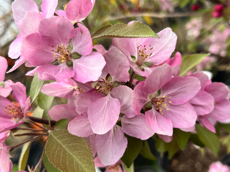 Hopa Flowering Crabapple Tree