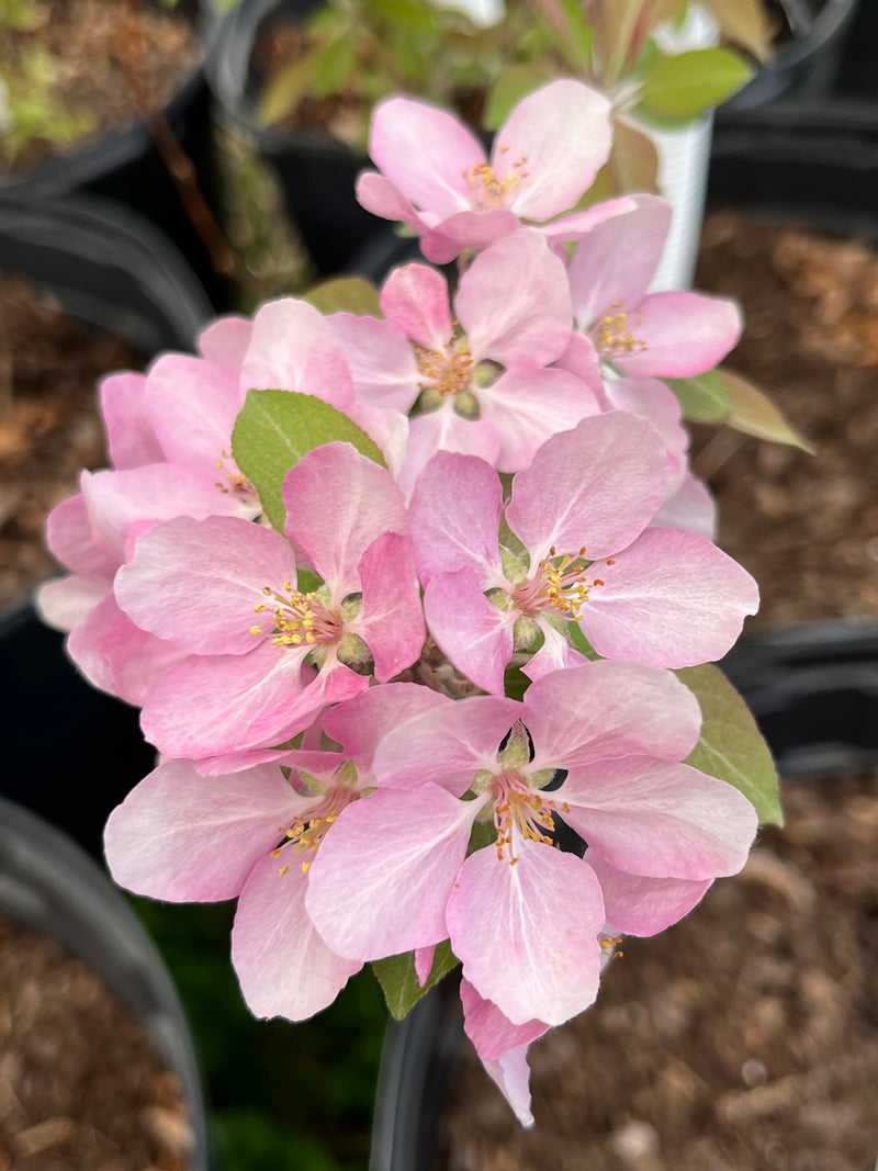 Hopa Flowering Crabapple Tree