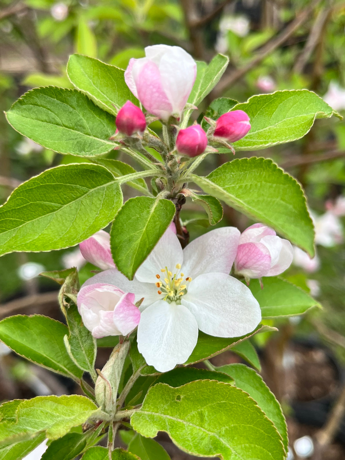 Hubbardston Nonesuch Apple Tree — Roots to Fruits Nursery