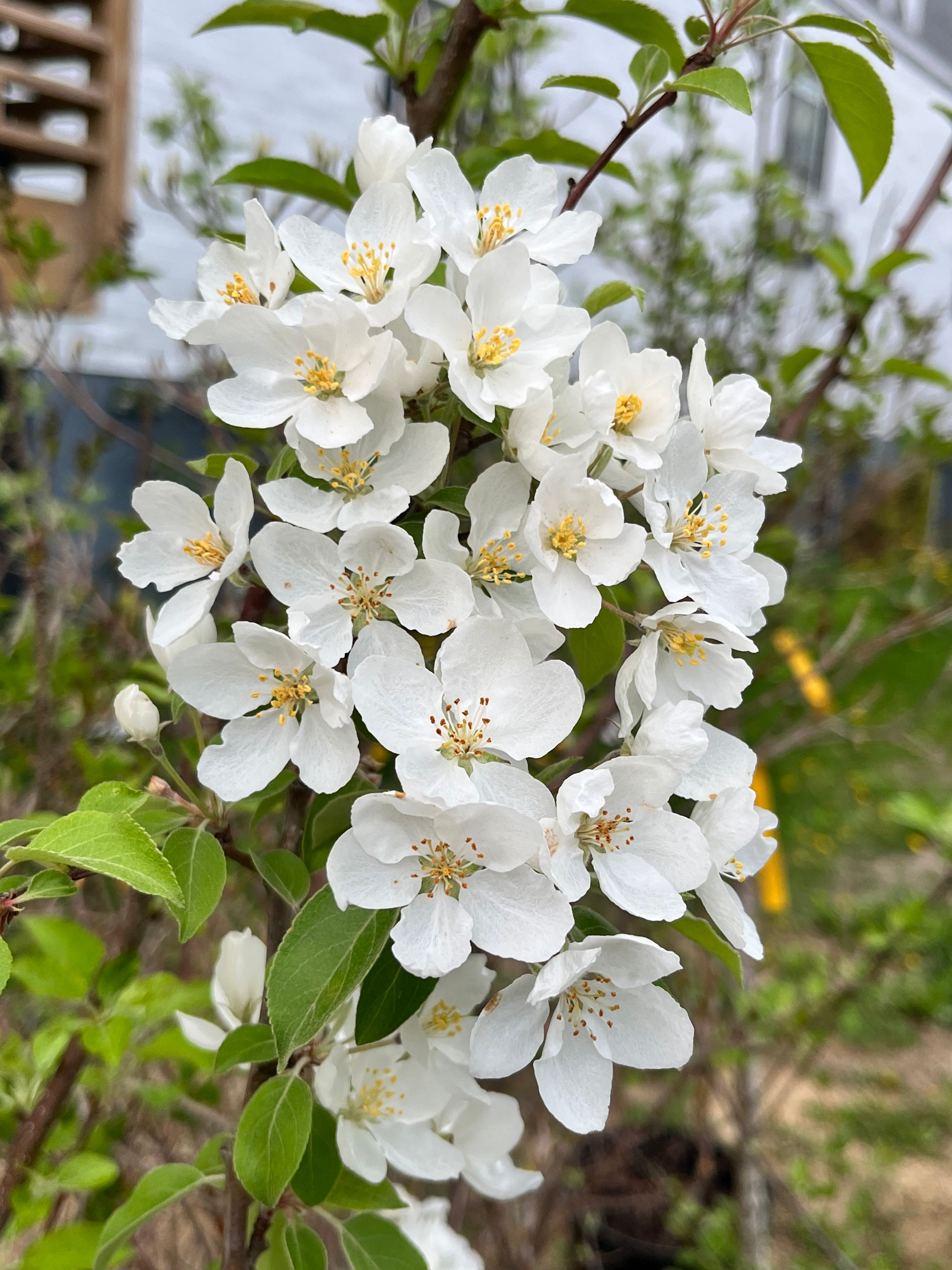 Manchurian Crabapple Trees — Roots to Fruits Nursery