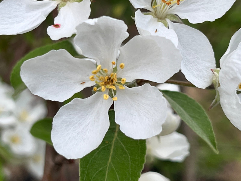 Manchurian Crabapple Trees