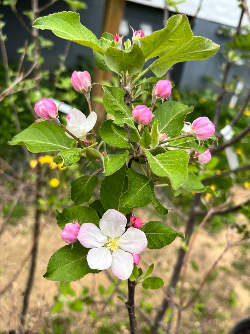 Chickapoo Tree Kickapoo Spice Apple Tree — Roots to Fruits Nursery