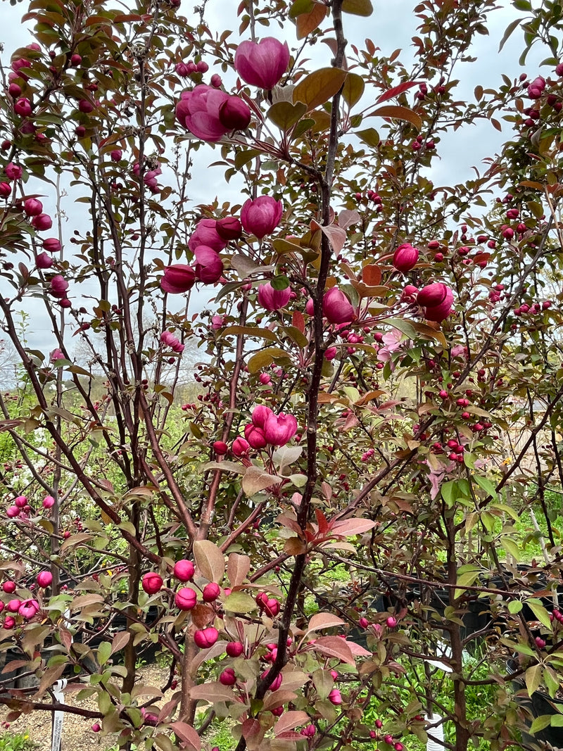Indian Summer Flowering Crabapple Tree