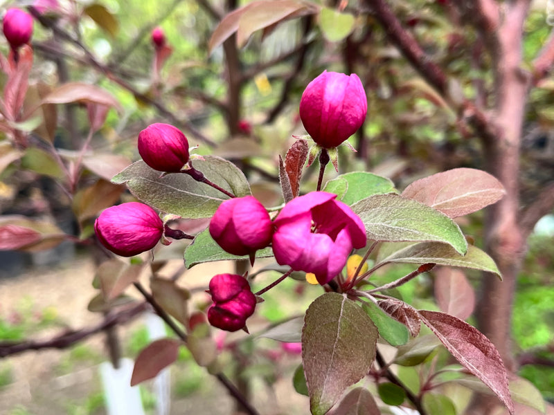 Indian Summer Flowering Crabapple Tree