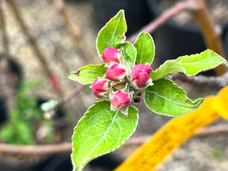 Twenty Ounce Apple Tree