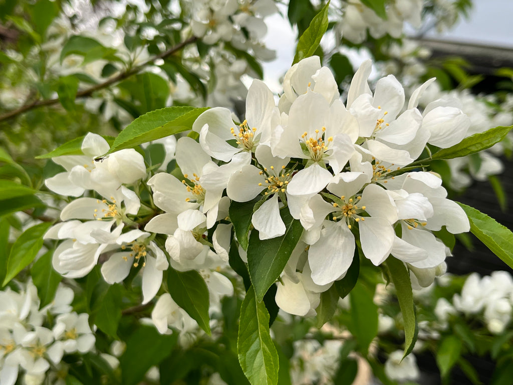 Snowdrift Crabapple Tree — Roots to Fruits Nursery