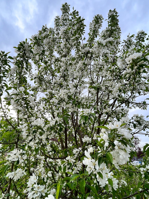 Snowdrift Tree Snowdrift Crabapple Tree