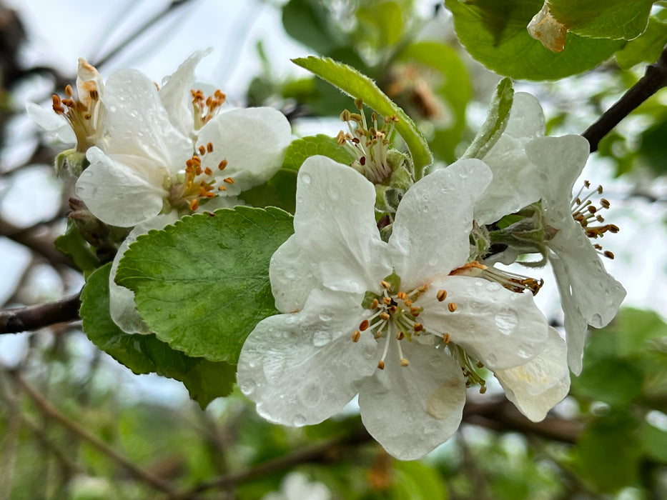 Major Apple Tree