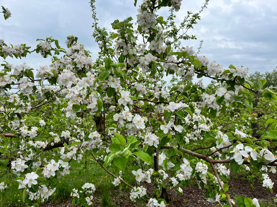 Sierra Beauty Apple Tree