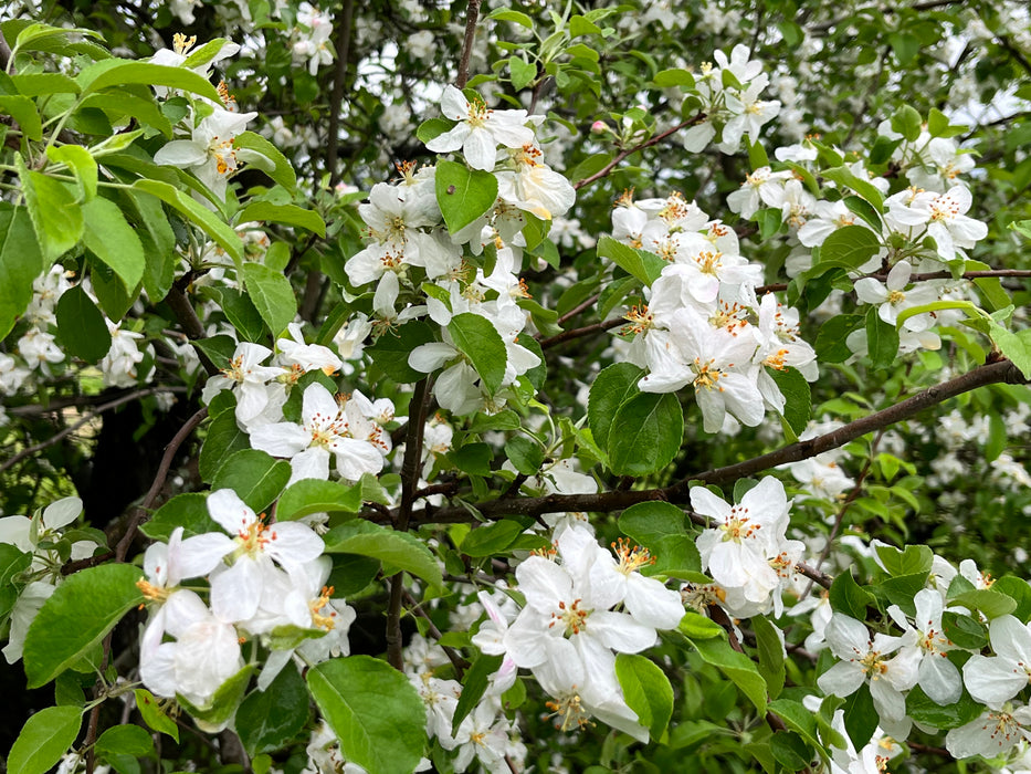 State Fair Apple Tree