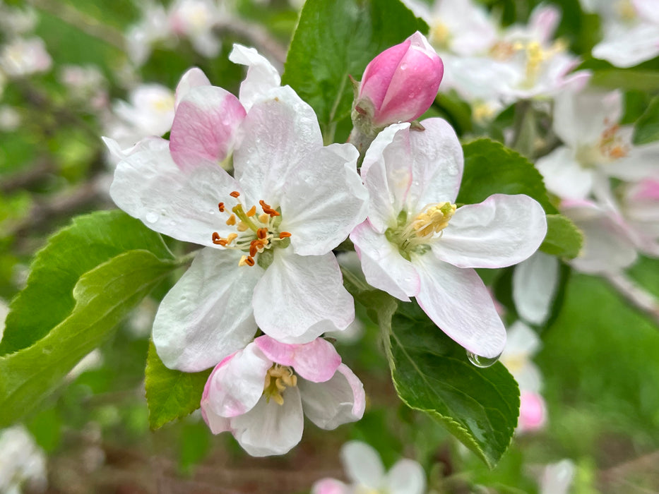 Holiday Apple Trees