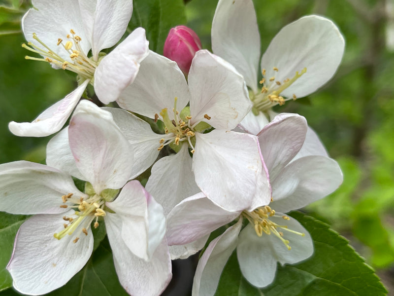 Enterprise Apple Tree