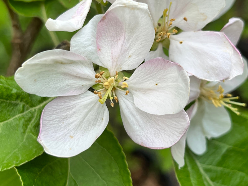 Enterprise Apple Tree