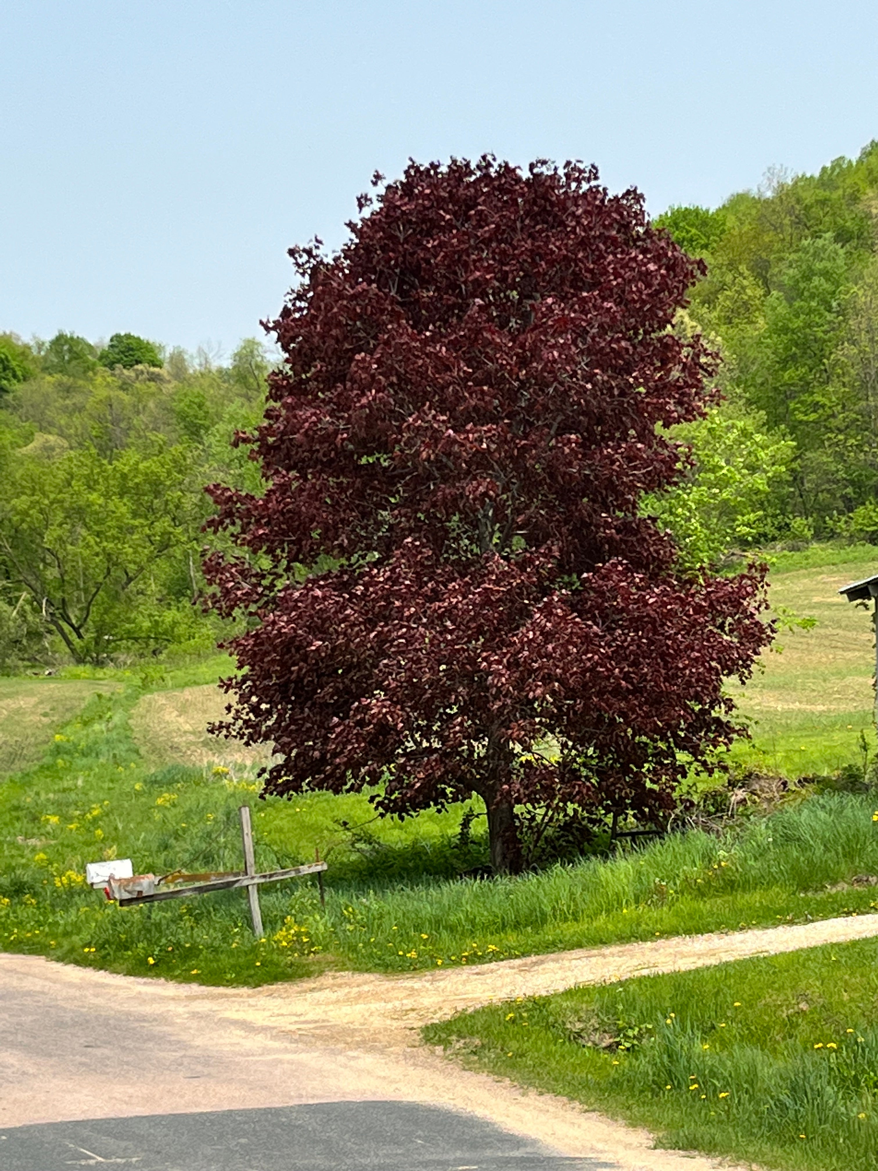 Roman Roots Nursery Crimson King Maple Tree