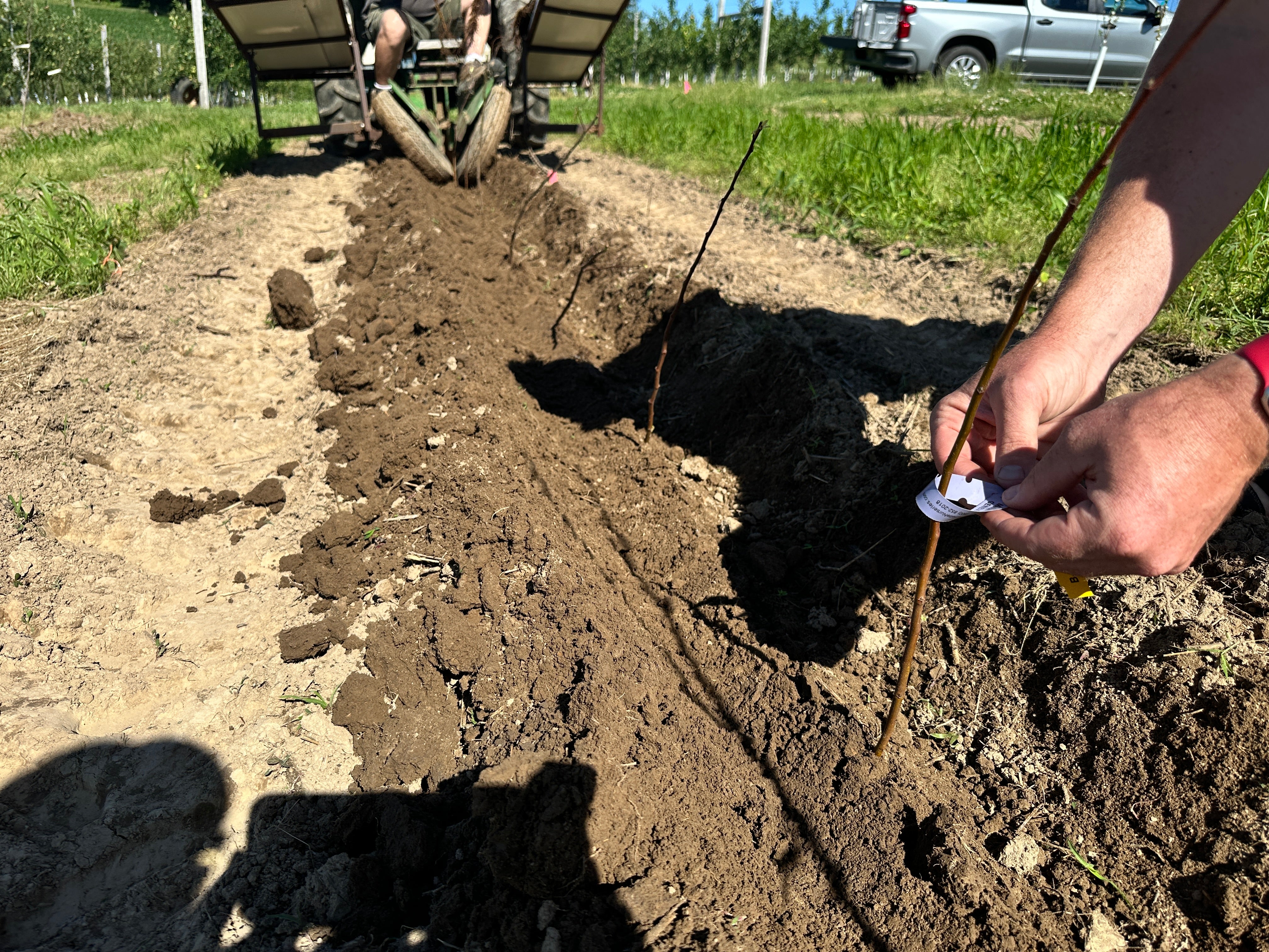M.111 Apple Tree Rootstock — Roots to Fruits Nursery