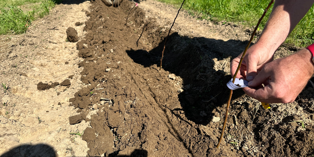 Geneva® 969 Apple Tree Rootstock — Roots to Fruits Nursery