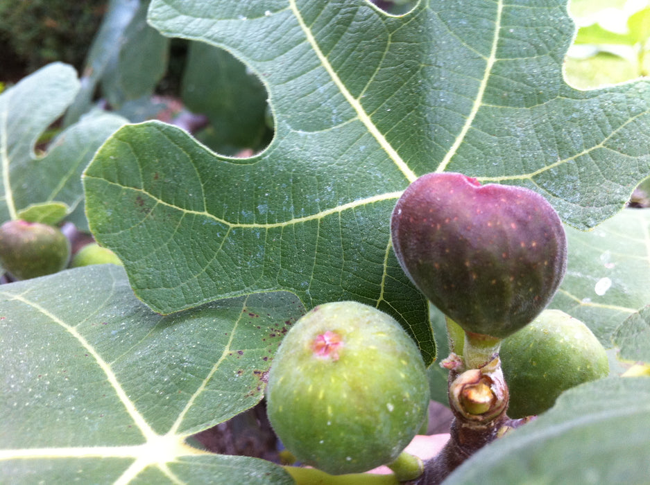 Chicago Hardy Fig Tree