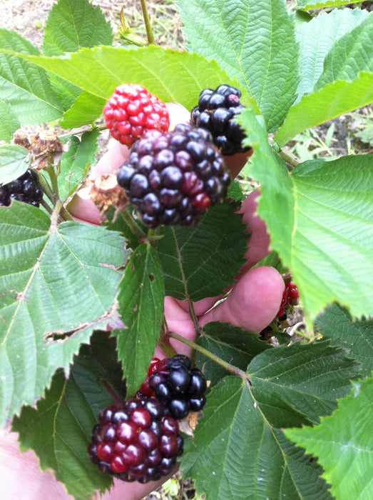 Crimson Night Raspberry Bush