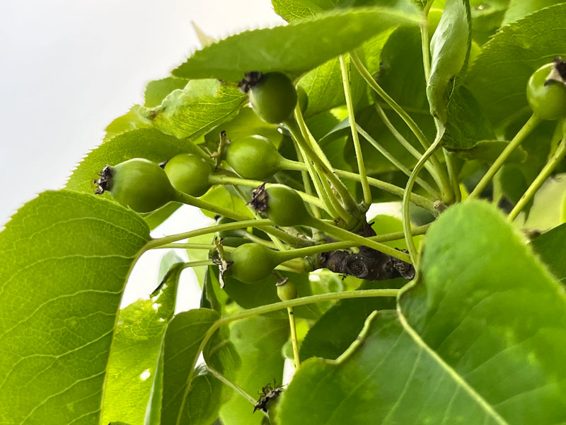 Black Ice® Plum Tree