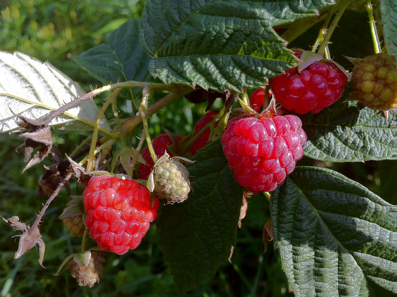 Amethyst Raspberry Plant Amity Raspberry Plant — Roots to Fruits Nursery