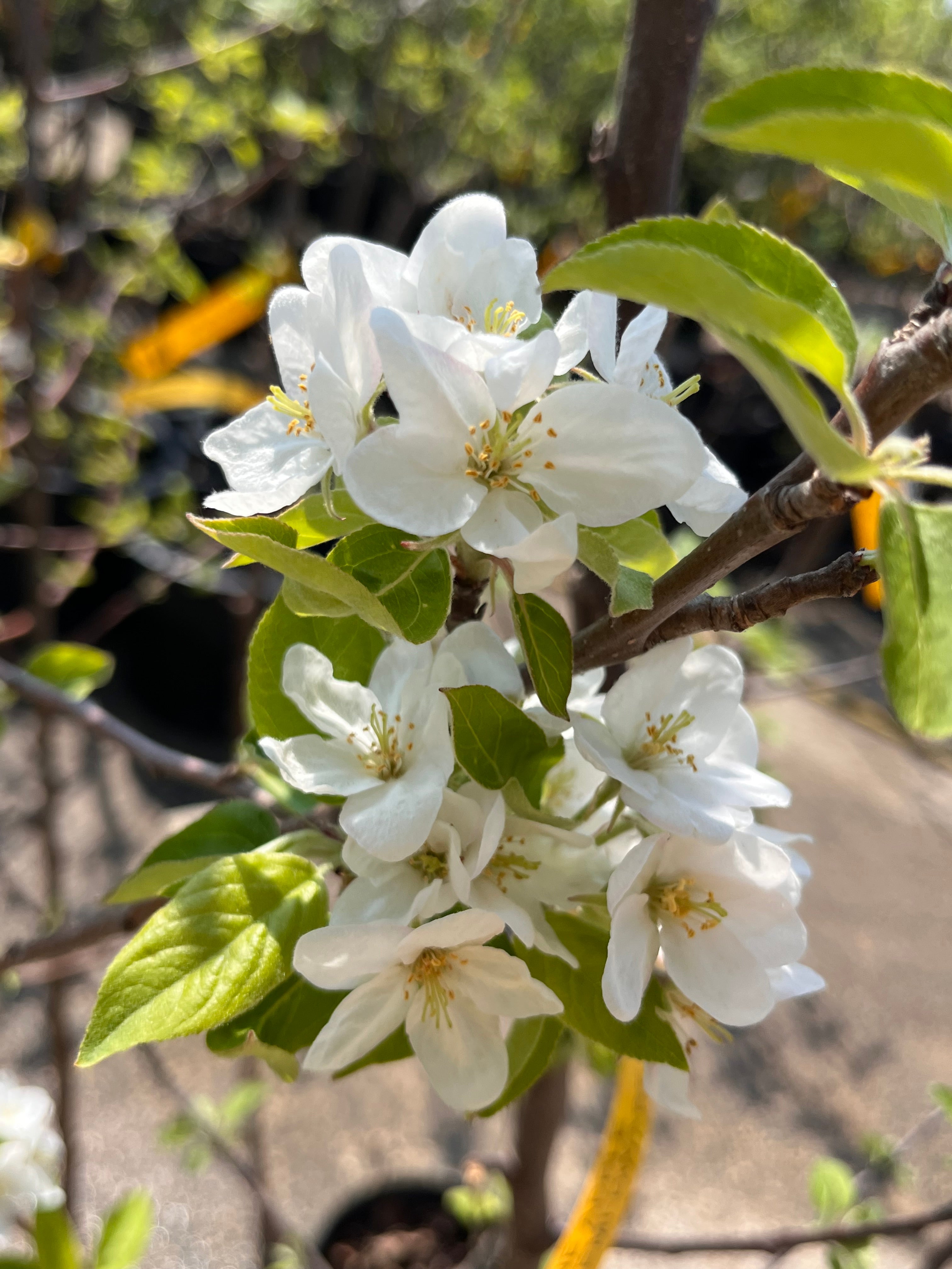 Bramley's Seedling Apple Tree — Roots to Fruits Nursery